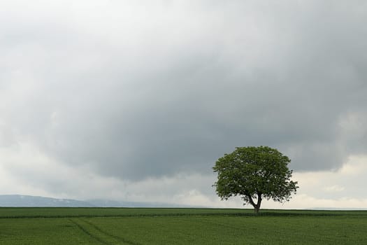 Tree series Pos.1B on 17.05.07