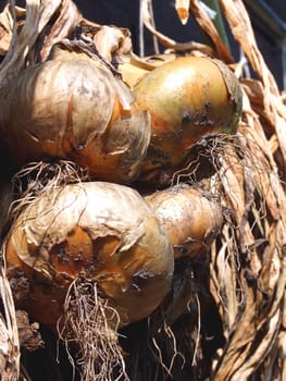 Onions