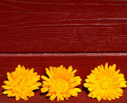 Trio of marigolds
