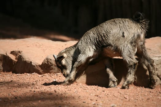 Dwarf goat