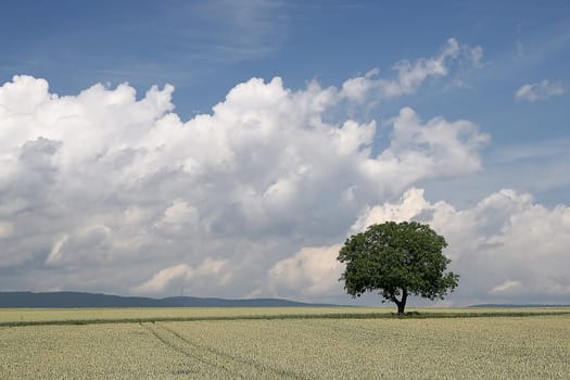 Tree series Pos.1B on 19.06.07
