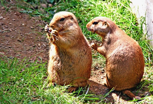 Prairie dogs