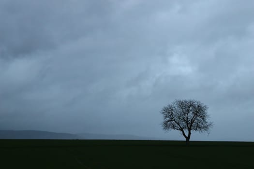 Tree series Pos.1B on 20.01.07