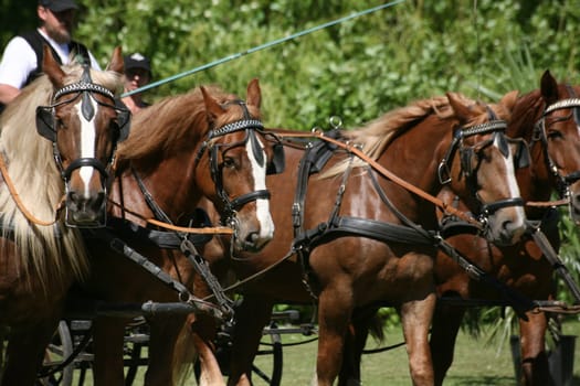 Carriage horses