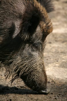 Wild boar