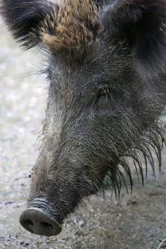 Wild boar