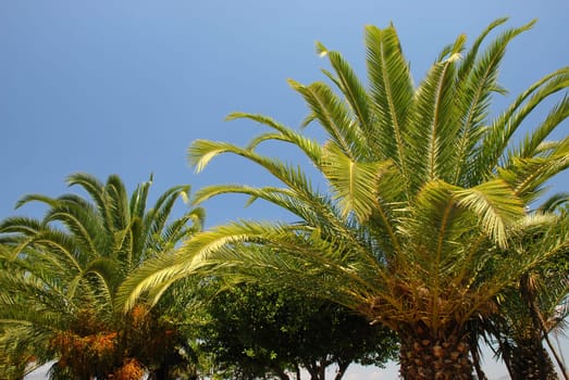 Palm trees under a blue sky
