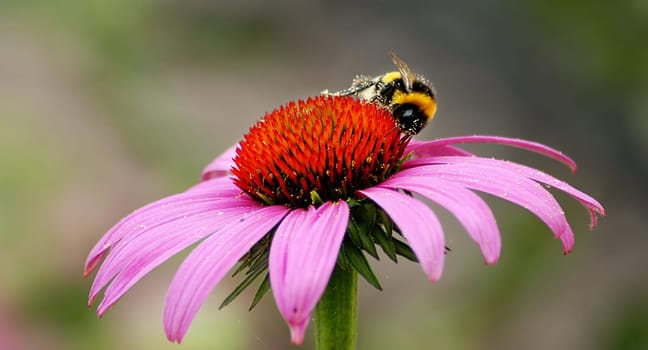 Yes,unfortunately it doesn't look like that today. In the rainy weather no bumblebee likes to fly.....!:-)