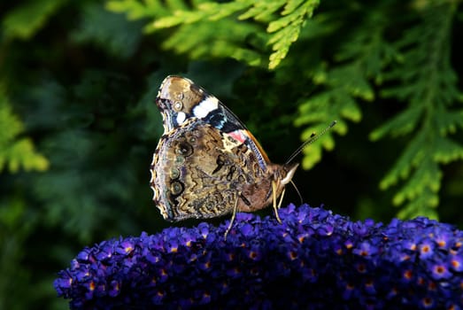 An admiral on a summer lilac