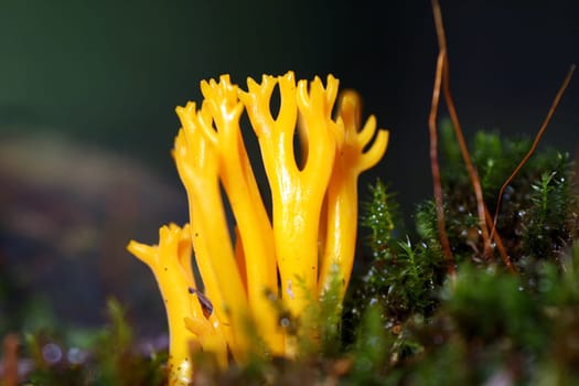 Sticky hornling