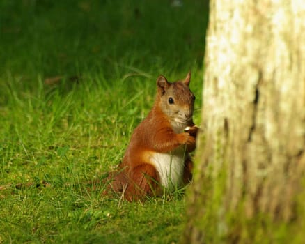 Caught feeding