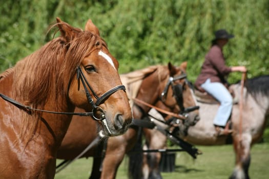Cold-blooded horses on the reins