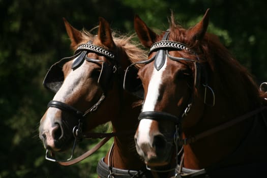 Carriage horses