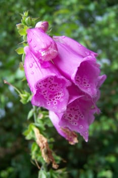 Animal flower