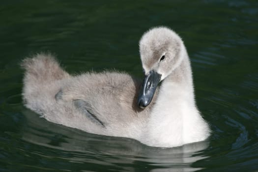 little swan