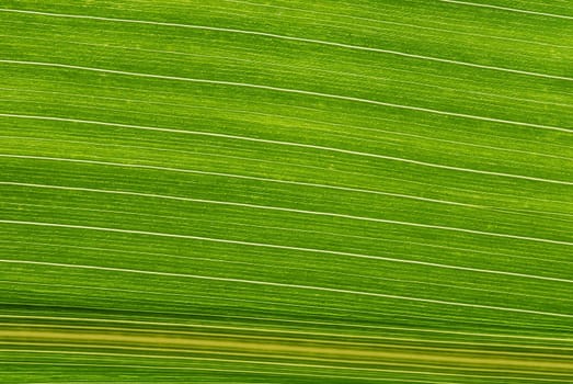 ... Macro image of a corn leaf in almost 1:1 ...