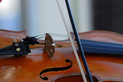 Violin