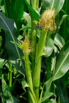 Young corn on the cob