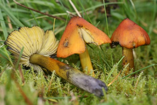 Conical waxy cap
