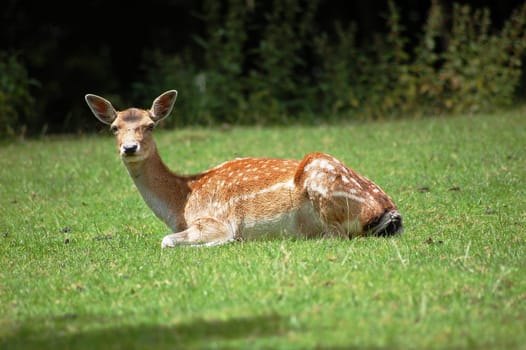 Bambi (Capreolus) 2