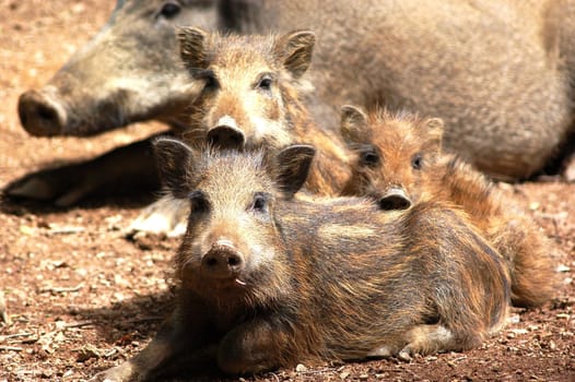 Wild Boar Trio