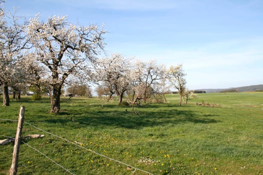Orchard in spring