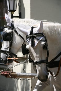 Carriage horses