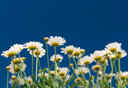 Garden flowers