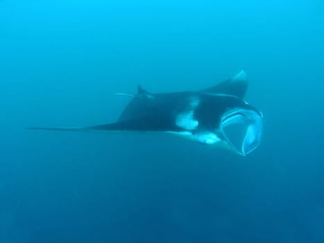 Manta rays filtering plankton.