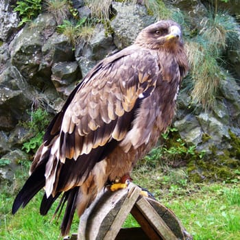 Eagle bird