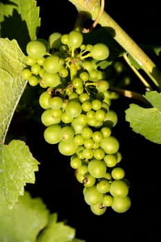 Grapes on the vine