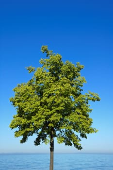 Tree,Sky,Water