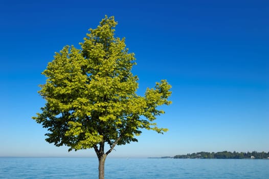 Green tree,blue sky,lake