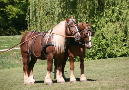 Powerhouses in the harness