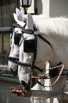 Carriage horses