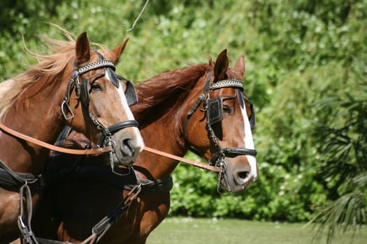 Carriage horses