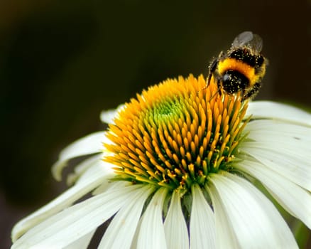 I know... It could be a little sharper... but I think the dusty bumblebee is quite funny and before I got the tripod ... she was gone!:-)