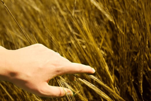 golden grain