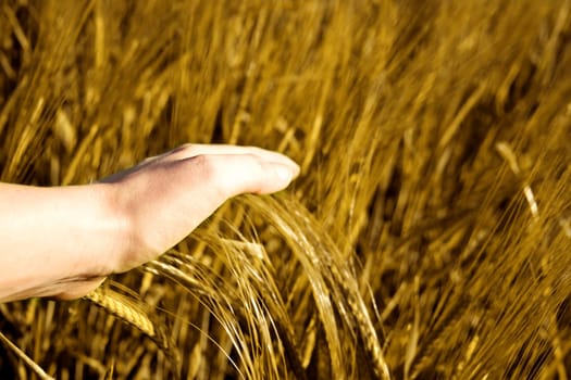 golden grain