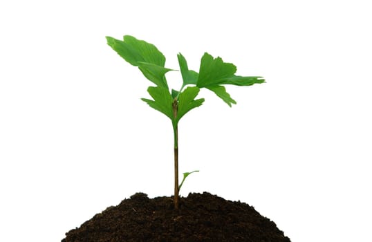 Sapling