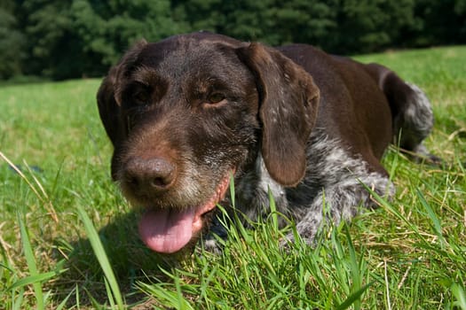 German Wirehaired