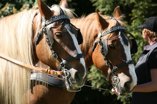 Carriage team