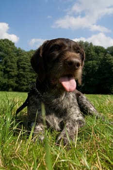 German Wirehaired