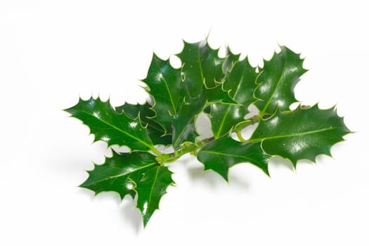 Ilex branch