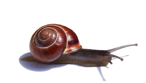 Snail