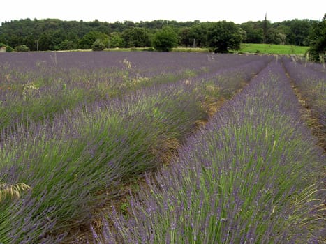 Lavender 01