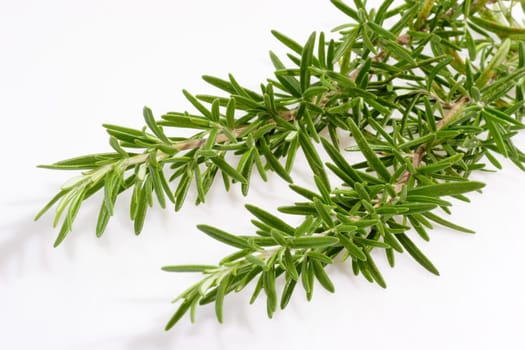 Rosemary