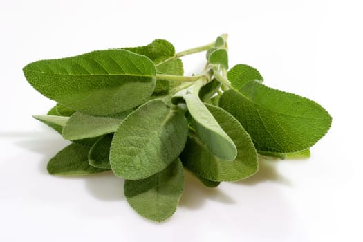 Sage