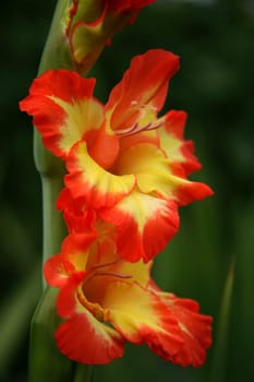 Gladiolus 4
