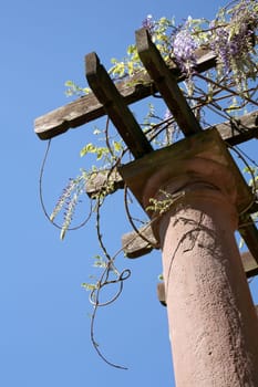 Wisteria